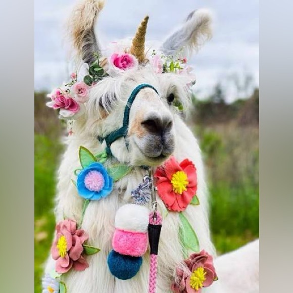 Meet your Posher, Paaaati. - Picture 2 of 2